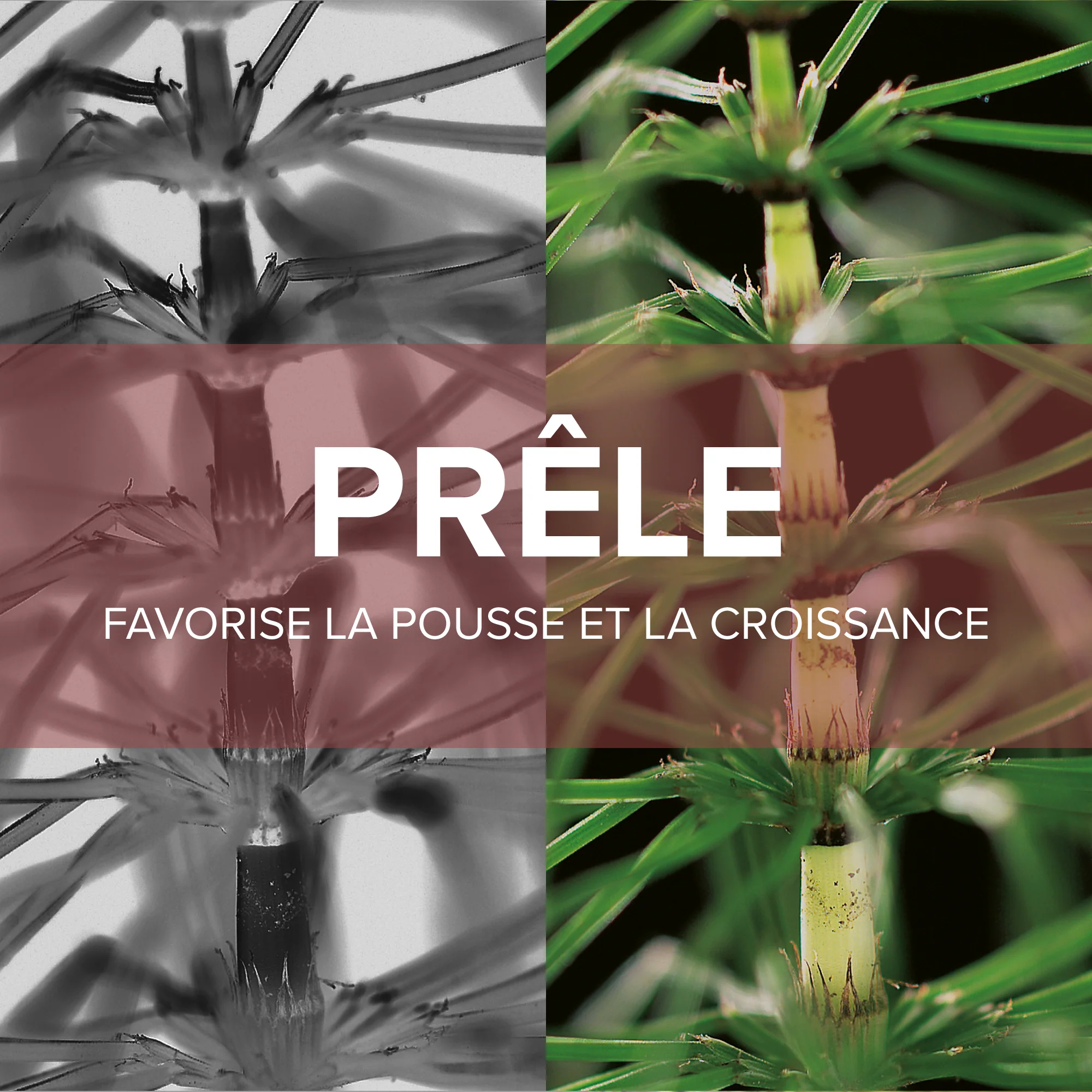 Forcapil® Gummies Croissance - Image 3